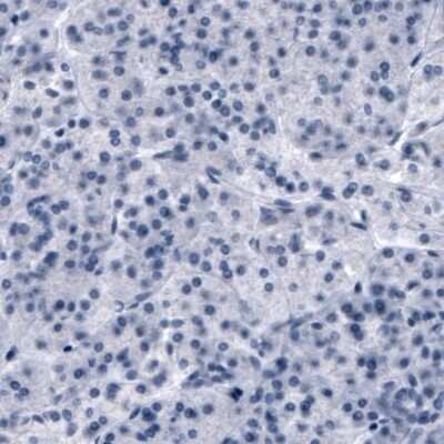 Immunohistochemistry-Paraffin: OATP1B3/SLCO1B3/OATP8 Antibody (CL3770) [NBP2-61636] - Staining of human pancreas shows absence of immunoreactivity (negative control).