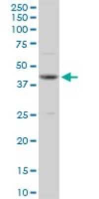 Western Blot: OBFC1 Antibody [H00079991-B01P] - Analysis of OBFC1 expression in HeLa.