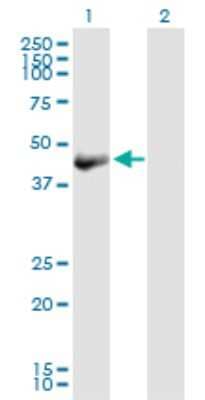 Western Blot: OBFC1 Antibody [H00079991-B01P] - Analysis of OBFC1 expression in transfected 293T cell line by OBFC1 polyclonal antibody.  Lane 1: OBFC1 transfected lysate(40.48 KDa). Lane 2: Non-transfected lysate.