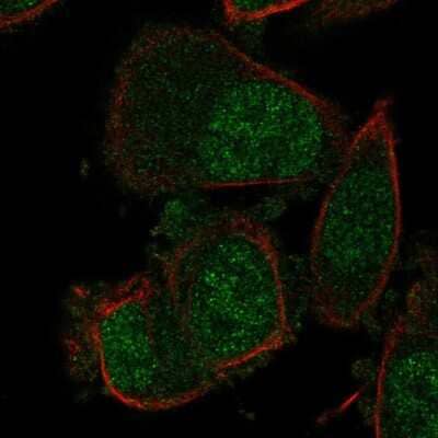 Immunocytochemistry/ Immunofluorescence OBFC2A Antibody - BSA Free