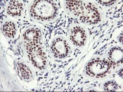 Immunohistochemistry: OBFC2B Antibody (OTI1E11) - Azide and BSA Free [NBP2-73140] - Staining of paraffin-embedded Human breast tissue using anti-OBFC2B mouse monoclonal antibody.