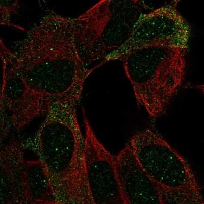 Immunocytochemistry/Immunofluorescence: OCAM/NCAM2 Antibody [NBP2-55559] - Staining of human cell line SH-SY5Y shows localization to nuclear bodies & plasma membrane. Antibody staining is shown in green.