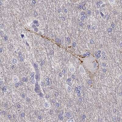 Immunohistochemistry-Paraffin: OCAM/NCAM2 Antibody [NBP1-82669] - Staining of human cerebral cortex shows strong membranous positivity in neurons.