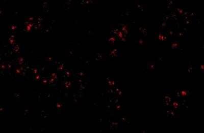 Immunocytochemistry/ Immunofluorescence OCC1 Antibody - BSA Free