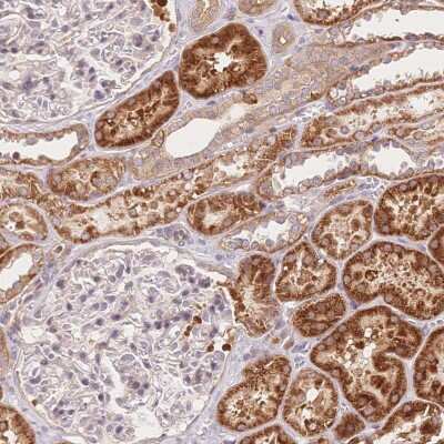 Immunohistochemistry-Paraffin OCC1 Antibody - BSA Free