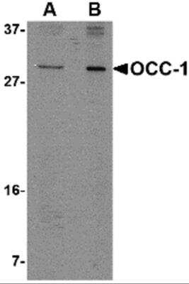 Western Blot OCC1 Antibody - BSA Free