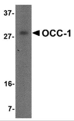 Western Blot OCC1 Antibody - BSA Free