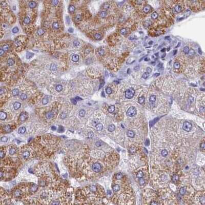 Immunohistochemistry-Paraffin: OCIAD2 Antibody [NBP1-82683] - Staining of human liver.
