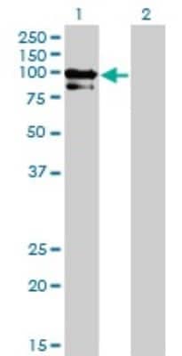 Western Blot: OCRL Antibody (4A6) [H00004952-M02] - Analysis of OCRL expression in transfected 293T cell line by OCRL monoclonal antibody (M02), clone 4A6.Lane 1: OCRL transfected lysate(103.2 KDa).Lane 2: Non-transfected lysate.