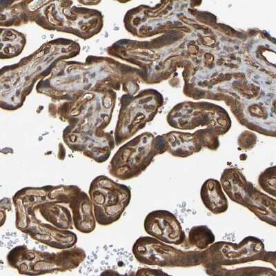 Immunohistochemistry-Paraffin: OCRL Antibody [NBP1-80973] - Staining of human placenta shows strong cytoplasmic positivity in trophoblastic and endothelial cells.