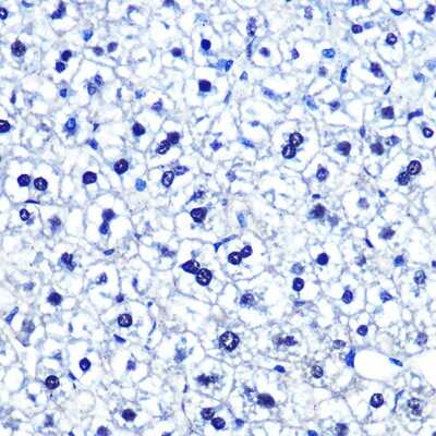 Immunohistochemistry-Paraffin: OCT1 Antibody (8L4Y5) [NBP3-16246] - Immunohistochemistry of paraffin-embedded mouse liver using POU2F1/OCT1 Rabbit mAb (NBP3-16246) at dilution of 1:100 (40x lens).Perform microwave antigen retrieval with 10 mM PBS buffer pH 7.2 before commencing with IHC staining protocol.