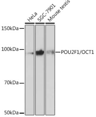 Western Blot: OCT1 Antibody (8L4Y5) [NBP3-16246] - Western blot analysis of extracts of various cell lines, using POU2F1/OCT1 Rabbit mAb (NBP3-16246) at 1:1000 dilution. Secondary antibody: HRP Goat Anti-Rabbit IgG (H+L) at 1:10000 dilution. Lysates/proteins: 25ug per lane. Blocking buffer: 3% nonfat dry milk in TBST. Detection: ECL Basic Kit. Exposure time: 3min.