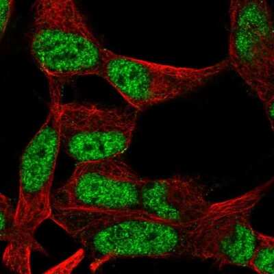 Immunocytochemistry/Immunofluorescence: OCT1 Antibody [NBP2-39024] - Immunofluorescent staining of human cell line SH-SY5Y shows localization to nucleoplasm.