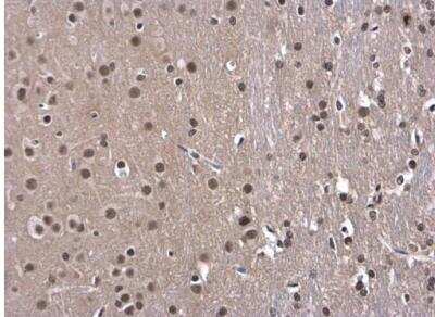 Immunohistochemistry-Paraffin: OCT1 Antibody [NBP2-21584] - Rat brain. OCT1 antibody diluted at 1:500. Antigen Retrieval: Citrate buffer, pH 6.0, 15 min.