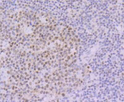 Immunohistochemistry-Paraffin: OCT1 Antibody (JG62-35) [NBP2-75600] - Analysis of paraffin-embedded human tonsil tissue using anti-Oct-1 antibody. Counter stained with hematoxylin.