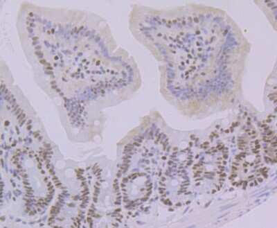 Immunohistochemistry-Paraffin: OCT1 Antibody (JG62-35) [NBP2-75600] - Analysis of paraffin-embedded mouse colon tissue using anti-Oct-1 antibody. Counter stained with hematoxylin.