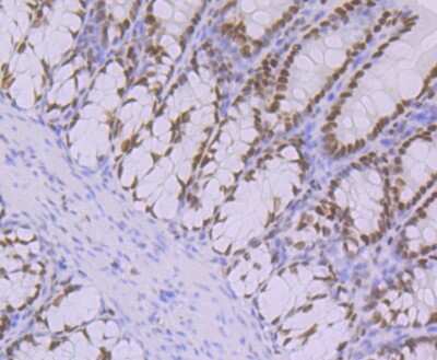 Immunohistochemistry-Paraffin: OCT1 Antibody (JG62-35) [NBP2-75600] - Analysis of paraffin-embedded rat large intestine tissue using anti-Oct-1 antibody. Counter stained with hematoxylin.
