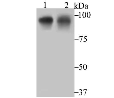 Western Blot: OCT1 Antibody (JG62-35) [NBP2-75600] - Analysis of Oct-1 on SH-SY-5Y cell (1) and A431 cell (2) lysate using anti-Oct-1 antibody at 1/1,000 dilution.