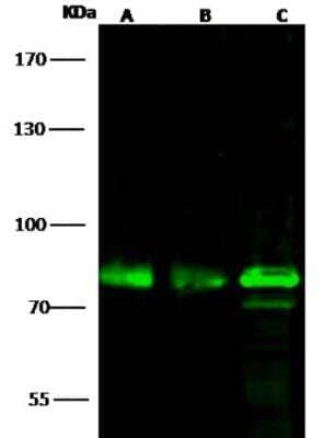 Western Blot: OCT1 Antibody [NBP3-05865] - Lane A: K562 Whole Cell LysateLane B: Hela Whole Cell LysateLane C: Jurkat Whole Cell LysateLysates/proteins at 30 ug per lane.SecondaryGoat Anti-Rabbit IgG H&L (Dylight800) at 1/10000 dilution.Developed using the Odyssey technique. Performed under reducing conditions.Predicted band size:76 kDaObserved band size:76 kDa(We are unsure as to the identity of these extra bands.)