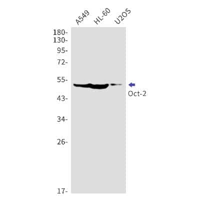 Western Blot: OCT2 Antibody (S02-5E7) [NBP3-14869] - Western blot detection of OCT2 in A549, HL-60, U2OS cell lysates using OCT2 Rabbit mAb (1:1000 diluted). Predicted band size: 51kDa. Observed band size: 51kDa.