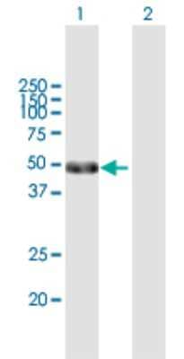 Western Blot: OCT2 Antibody [H00005452-B01P] - Analysis of POU2F2 expression in transfected 293T cell line by POU2F2 polyclonal antibody.  Lane 1: POU2F2 transfected lysate(44 KDa). Lane 2: Non-transfected lysate.
