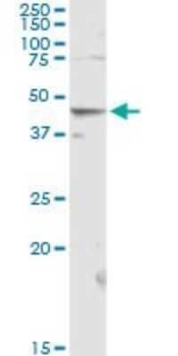 Western Blot: OCT2 Antibody [H00005452-D01P] - Analysis of POU2F2 expression in rat liver.