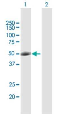 Western Blot: OCT2 Antibody [H00005452-D01P] - Analysis of POU2F2 expression in transfected 293T cell line by POU2F2 polyclonal antibody.Lane 1: POU2F2 transfected lysate(43.50 KDa).Lane 2: Non-transfected lysate.