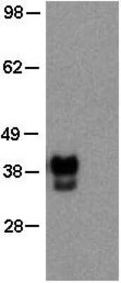 Western Blot: OCT3/4 Antibody (EM92) [NBP2-00352] - F9 mouse embryonal carcinoma cell line (left) and mouse splenocyte (right) lysates were loaded at 1x10e5 cells/lane, probed with 2 ug/mL of Anti-Mouse OCT3/4 Purified and revealed with Anti-Rat IgG HRP.