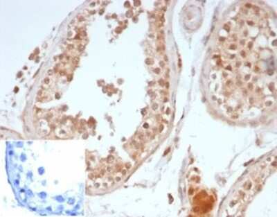 Immunohistochemistry-Paraffin: OCT4 Antibody (OCT4/6875R) [NBP3-13745] - Formalin-fixed, paraffin-embedded human testis stained with OCT4 antibody (OCT4/6875R). Inset: PBS instead of primary antibody, secondary negative control.