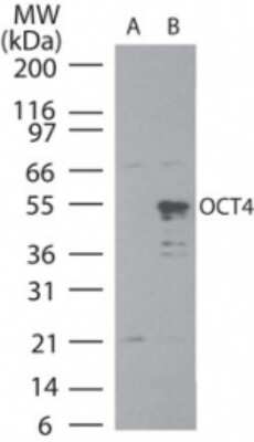 Western Blot: OCT4 Antibody [NBP2-24665] - Analysis of OCT4 in (A) uninduced and (B) induced BL21 DE3 bacterial cells using NBP2-24665 at 3 ug/ml.