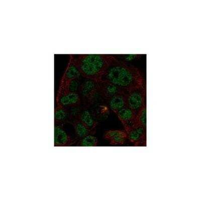 Immunocytochemistry/Immunofluorescence: ODAM Antibody [NBP3-17525] - Sstaining of human cell line Hep G2 shows localization to nucleoplasm & mitotic spindle.