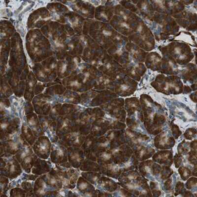 Immunohistochemistry-Paraffin: ODR4/TTG1 Antibody [NBP1-82177] - Staining of human pancreas shows distinct cytoplasmic positivity in exocrine glandular cells.