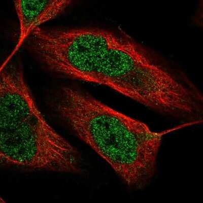 Immunocytochemistry/ Immunofluorescence ODZ3 Antibody - BSA Free