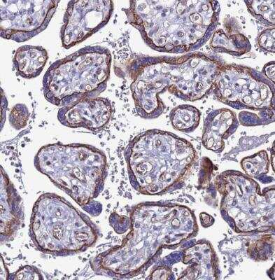 Immunohistochemistry-Paraffin ODZ3 Antibody - BSA Free