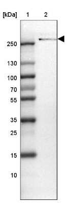 Western Blot ODZ3 Antibody - BSA Free