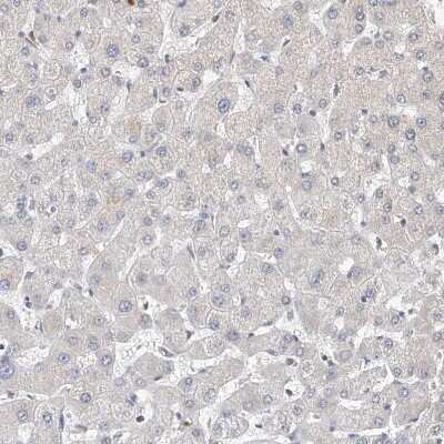 Immunohistochemistry-Paraffin: OFD1 Antibody [NBP1-89354] - Staining of human liver shows no positivity in hepatocytes as expected.