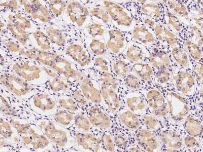 Immunohistochemistry-Paraffin: OFD1 Antibody [NBP2-99227] - Immunochemical staining of human OFD1 in human liver with rabbit polyclonal antibody at 1:300 dilution, formalin-fixed paraffin embedded sections.