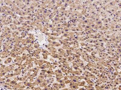 Immunohistochemistry-Paraffin: OFD1 Antibody [NBP2-99227] - Immunochemical staining of human OFD1 in human stomach with rabbit polyclonal antibody at 1:300 dilution, formalin-fixed paraffin embedded sections.