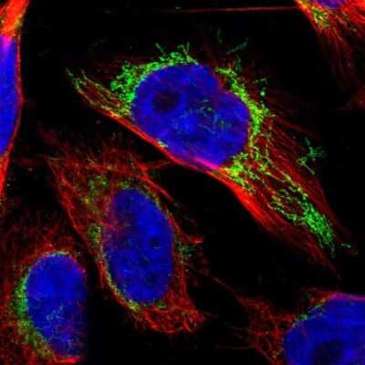 Immunocytochemistry/Immunofluorescence: OGDH Antibody [NBP1-84948] - Staining of human cell line U-251 MG shows localization to mitochondria. Antibody staining is shown in green.