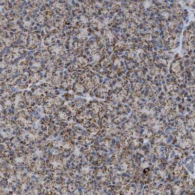 Immunohistochemistry-Paraffin: OGDH Antibody [NBP1-84948] - Staining of human pancreas shows moderate granular cytoplasmic positivity in exocrine glandular cells.