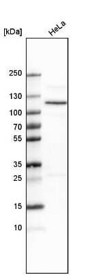 Western Blot: OGDH Antibody [NBP1-84948] - Analysis in human cell line HeLa.