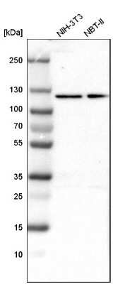 Western Blot: OGDH Antibody [NBP1-84948] - Analysis in mouse cell line NIH-3T3 and rat cell line NBT-II.