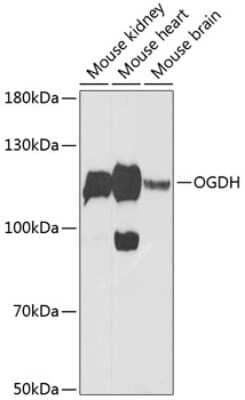 Western Blot: OGDH Antibody [NBP2-94086] - Analysis of extracts of various cell lines, using OGDH .Exposure time: 90s.