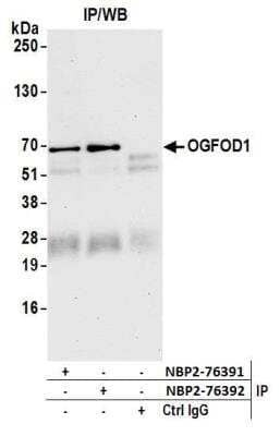 Immunoprecipitation: OGFOD1 Antibody [NBP2-76391] - Samples: Whole cell lysate (1.0 mg per IP reaction; 20% of IP loaded) from HeLa cells prepared using NETN lysis buffer. Antibodies: Affinity purified rabbit anti-OGFOD1 antibody NBP2-76391 used for IP at 40 ul per reaction. OGFOD1 was also immunoprecipitated by rabbit anti-OGFOD1 antibody NBP2-76392. For blotting immunoprecipitated OGFOD1, NBP2-76391 was used at 1:2500. Detection: Chemiluminescence with an exposure time of 3 minutes.