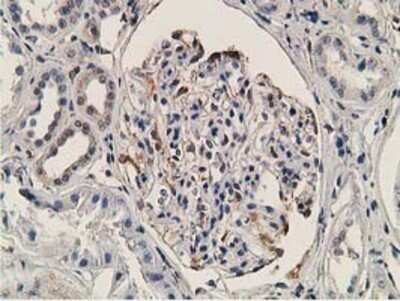 Immunohistochemistry: OGFOD1 Antibody (OTI1D9) - Azide and BSA Free [NBP2-73145] - Staining of paraffin-embedded Human Kidney tissue using anti-OGFOD1 mouse monoclonal antibody.