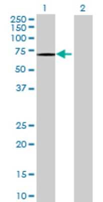 Western Blot: OGFOD1 Antibody [H00055239-B01P] - Analysis of OGFOD1 expression in transfected 293T cell line by OGFOD1 polyclonal antibody.  Lane 1: FLJ10826 transfected lysate(59.62 KDa). Lane 2: Non-transfected lysate.