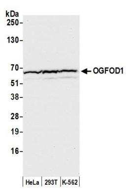 Western Blot: OGFOD1 Antibody [NBP2-76391] - Samples: Whole cell lysate (50 ug) from HeLa, HEK293T, and K-562 cells prepared using NETN lysis buffer. Antibody: Affinity purified rabbit anti-OGFOD1 antibody NBP2-76391 used for WB at 1:1000. Detection: Chemiluminescence with an exposure time of 10 seconds.