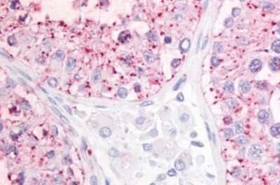 Immunohistochemistry-Paraffin: OGR1 Antibody - BSA Free [NB100-58990] - Analysis in human testis. Immunohistochemistry of formalin-fixed, paraffin-embedded tissue after heat-induced antigen retrieval.