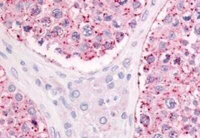 Immunohistochemistry-Paraffin: OGR1 Antibody - BSA Free [NBP1-02402] - Staining of human testis tissue after heat-induced antigen retrieval. Antibody concentration 20 ug/ml.