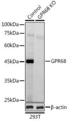 Western Blot: OGR1 Antibody [NBP2-93067] - Analysis of extracts from normal (control) and GPR68 knockout (KO) 293T cells, using GPR68 antibody at 1:1000 dilution. Secondary antibody: HRP Goat Anti-Rabbit IgG (H+L) at 1:10000 dilution. Lysates/proteins: 25ug per lane.Blocking buffer: 3% nonfat dry milk in TBST. Detection: ECL Basic Kit. Exposure time: 30s.